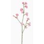Lathyrus artificiale ASFALOTH, rosa, 65cm