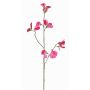 Lathyrus artificiale ASFALOTH, fucsia, 65cm