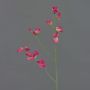 Lathyrus artificiale ASFALOTH, fucsia, 65cm
