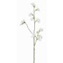 Lathyrus artificiale ASFALOTH, bianco, 65cm