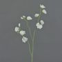 Lathyrus artificiale ASFALOTH, bianco, 65cm