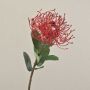 Protea artificiale BAILY, rosso, 50cm, Ø12cm