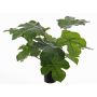 Pianta artificiale di jatropha podagrica LONY, verde, 50cm