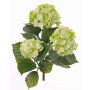 Ortensia artificiale SAIRA, stelo, zona trasversale, verde-crema, 40cm, Ø11-13cm