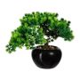 Albero decorativo bonsai larice DALUP in vaso di ceramica, radici, 26 cm