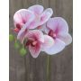 Ramo artificiale di orchidea phalaenopsis OPHELIA, rosa-fucsia, 40cm