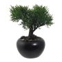 Albero artificiale bonsai cedro FALKE con radici, vaso in ceramica, 19 cm