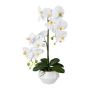 Fiore artificiale Phalaenopsis orchidea KASDA, vaso in ceramica, radici, bianco, 50 cm
