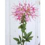 Fiore ragno artificiale HILDEGARD, rosa, 85cm
