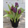 Tulipano artificiale LEANA in vaso decorativo, viola-verde, 20cm, Ø2-4cm