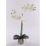 Orchidea phalaenopsis artificiale KAREN, vaso decorativo, ghiacciato, bianco, 50cm
