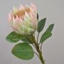 Ramo decorativo di protea reale TANIEKA, verde-rosa, 65 cm