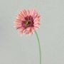 Fiore artificiale Gerbera TEUDELINDE, rosa antico, 55 cm, Ø 8 cm