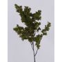 Ramo di salice artificiale LOTTIKA con muschio, verde, 75cm