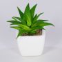 Aloe vera decorativa KATNISS, vaso in ceramica, verde, 9 cm