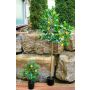 Albero di limoni artificiale AINSLEY con frutti, tronco artificiale, 200 cm