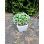 Pianta artificiale Sedum telephium KATNISS, vaso di ceramica, verde, 14 cm