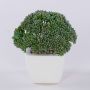 Pianta artificiale Sedum telephium KATNISS, vaso di ceramica, verde, 14 cm