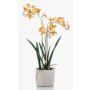 Orchidea artificiale Renanthera BLANI in vaso di ceramica, radici, giallo-rosa, 55 cm