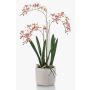 Orchidea artificiale Renanthera BLANI in vaso di ceramica, radici, bianco-rosa-giallo, 55 cm