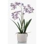 Orchidea artificiale Renanthera BLANI in vaso di ceramica, radici, viola-bianco-giallo, 55 cm