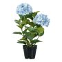 Fiore decorativo ortensia BINEFA, azzurro, 60 cm
