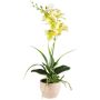 Composizione floreale artificiale orchidea Aeonium FININ, erba, vaso in cemento, radici, verde-bianco, 45 cm