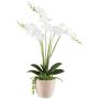 Composizione floreale artificiale orchidea succulenta FININ, vaso in cemento, radici, bianco, 55 cm