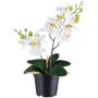 Fiore decorativo Phalaenopsis Orchidea FINKALO, radici, bianco, 30 cm
