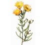 Fiore artificiale di capogiro BEYA, giallo-arancione chiaro, 60cm, Ø6cm