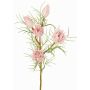 Ramo decorativo Protea NOHEA, rosa-bianco, 60cm, Ø3-6cm