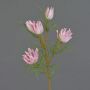 Ramo decorativo Protea NOHEA, rosa delicato, 60 cm