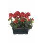 Gerani artificiali FLOREANA in fioriera, 2 pezzi, rossi, 24x11x35 cm