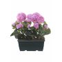 Gerani artificiali FLOREANA in fioriera, 2 pezzi, viola, 24x11x35 cm
