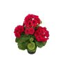 Fiore artificiale Geranio ELISABETTA in vaso decorativo, rosa shocking, 35 cm