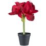 Fiore decorativo Amaryllis PRIFT in vaso decorativo, rosso scuro, 30 cm