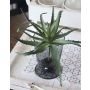 Aloe vera artificiale WHITNEY, stelo, verde scuro, 18cm