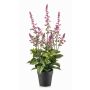 Pianta artificiale salvia SWORTA in vaso decorativo, fiori, malva, 45 cm