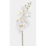 Ramo di orchidea Phalaenopsis artificiale AXELOR, bianco, 85 cm