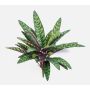 Pianta artificiale Calathea Makoyana MANAMI su bastoncino, verde-rossa, 40 cm