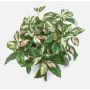 Pianta artificiale Hoya carnosa OLEANA su bastoncino, verde-bianca-rosa, 40 cm