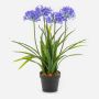 Pianta artificiale Agapanthus LESEDA in vaso decorativo, blu, 65 cm