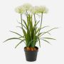 Pianta artificiale Agapanthus LESEDA in vaso decorativo, bianco, 65 cm