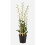 Fiore artificiale Dendrobium Orchidea LOFINA in vaso decorativo, bianco, 130 cm