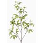 Ramo decorativo di aralia MOLFER, verde, 115cm
