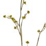 Stirlingia latifolia artificiale COLLAN, verde-giallo, 85cm