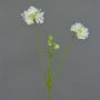 Scabiosa artificiale ANDIA, bianca, 80cm, Ø8-10cm