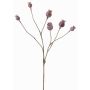 Capsule di papavero artificiale ASUMAN, marrone, 70cm, Ø2-3cm