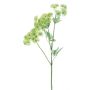 Ramo decorativo di carota selvatica FLAWA, verde chiaro, 65 cm