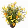 Fiore decorativo Impatiens GISINDA in vaso decorativo, giallo-arancione, 25cm